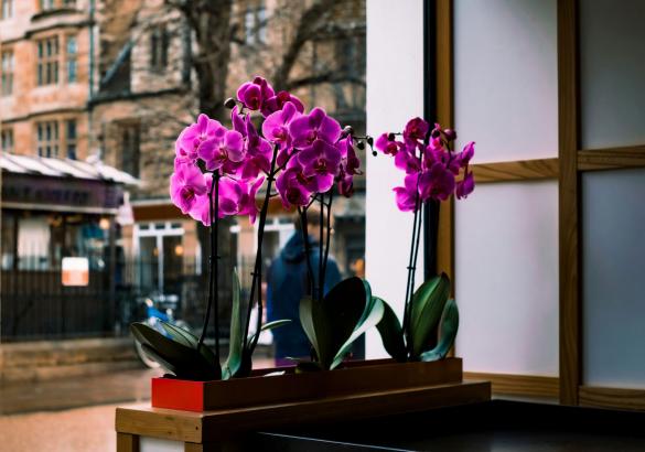 Three Feng Shui flowers sit in a minimal planter by an open window.